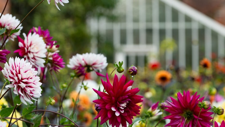 Close up of red and white dahlias in flower border at The Vyne, Hampshire, with glasshouse in background